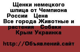 Щенки немецкого шпица от Чемпиона России › Цена ­ 50 000 - Все города Животные и растения » Собаки   . Крым,Украинка